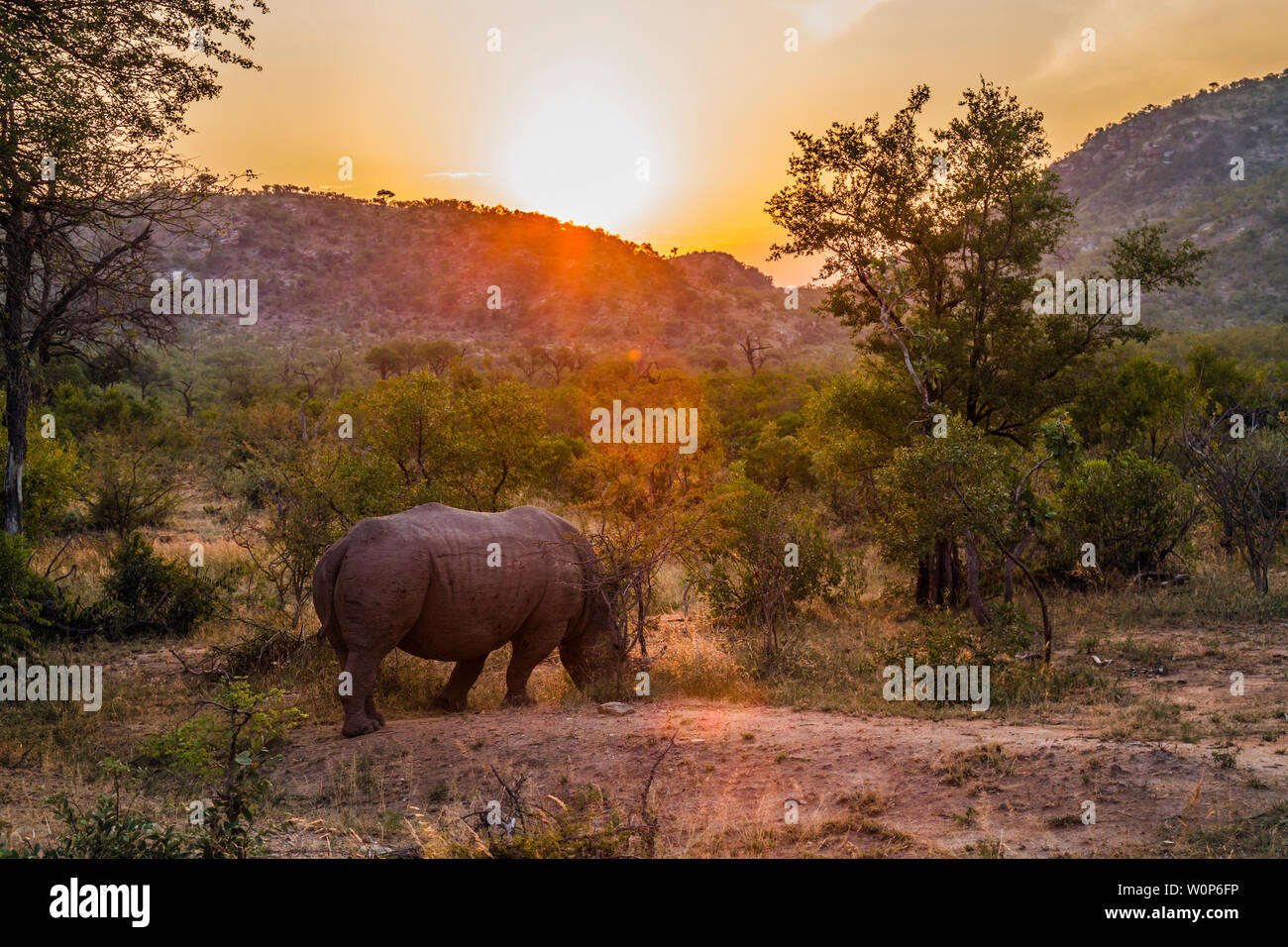 Rhinocéros blanc du sud le pâturage dans le coucher du soleil dans le parc national Kruger, Afrique du Sud ; Espèce Ceratotherium simum simum famille des Rhinocerotidae Banque D'Images