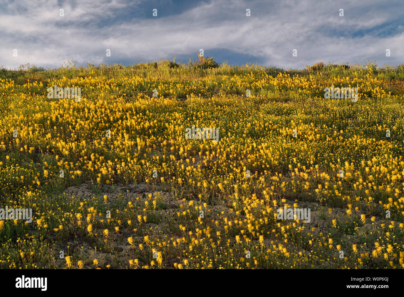 Un super rare fleur de printemps fleurs et abeilles chaenactis sur les pentes de la collines peintes dans le centre de l'Oregon's John Day Fossil jumeaux National Monument. Banque D'Images