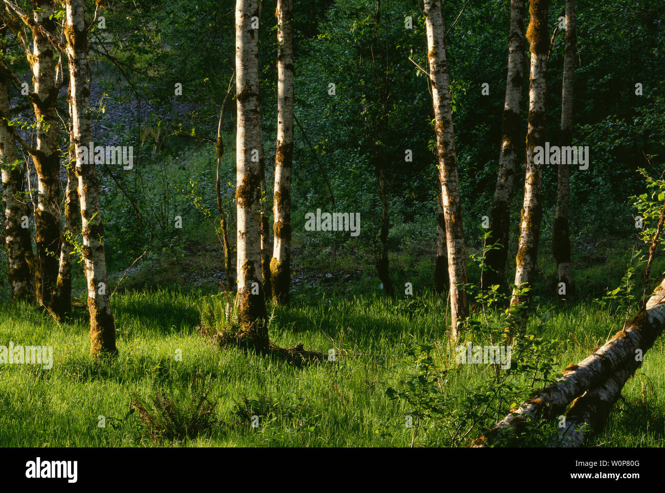 USA, Washington, Olympic National Park, la lumière et les ombres du soir sur Grove de l'aulne (Alnus rubra) et les graminées au printemps ; Quinault Valley. Banque D'Images