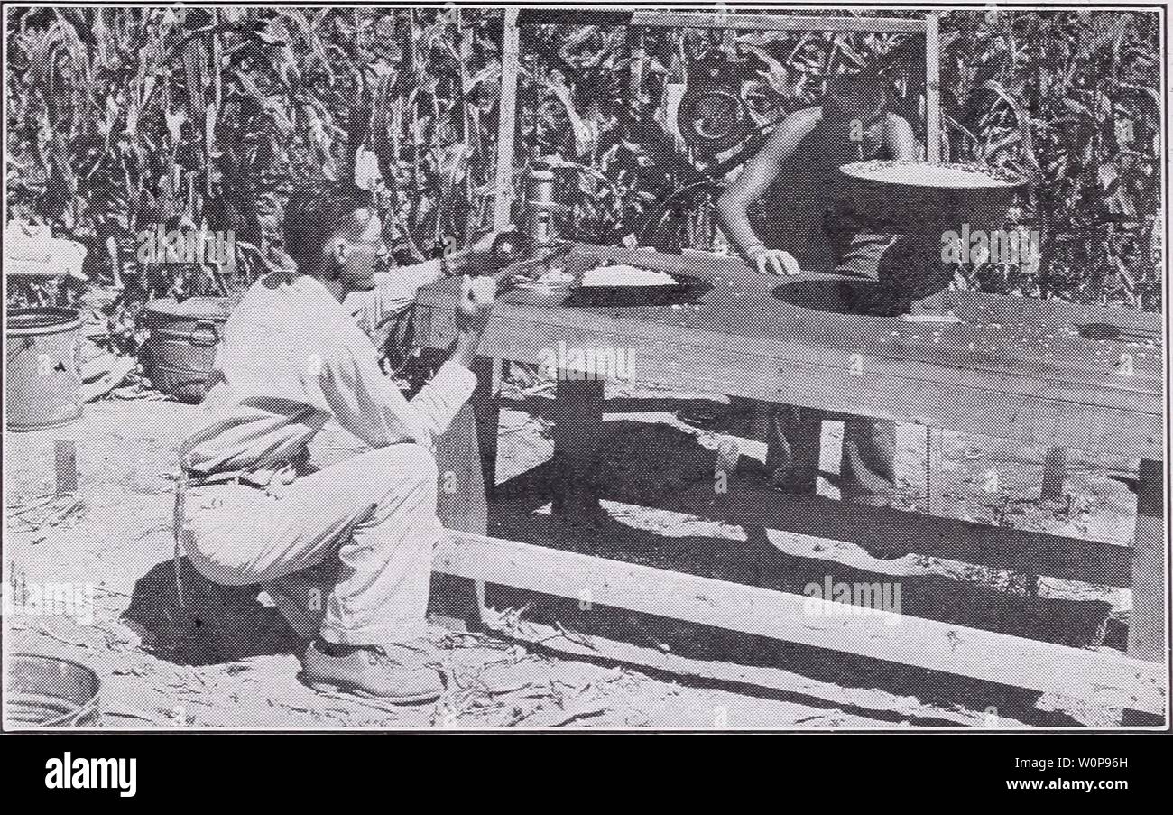 Image d'archive à partir de la page 26 d'un catalogue descriptif de légumes. Un catalogue descriptif de légumes pour la mise en conserve et la congélation rapide1942t descriptivecata asso 0 Année : 1942 éleveurs et producteurs. 23 L'évaluation de la texture du noyau pour nos dossiers de rendement annuel s à pollinisation libre pieds pouces CLARK'S EARLY EVERGREEN (w) sy2 7 l'un des plus connus de l'ancienne variétés de mise en conserve. Originaux- tion par Everett B. Clark sur notre Milford, Connecticut, de fermes, il y a de nombreuses années. Oreilles 2' de diamètre, de 16 à 20 rangs. Les grains très profond, blanc ivoire, doux et tendre. COUNTRY GENTLEMAN (SHOEPEG) (w) 77 une auteure prolifique varie Banque D'Images