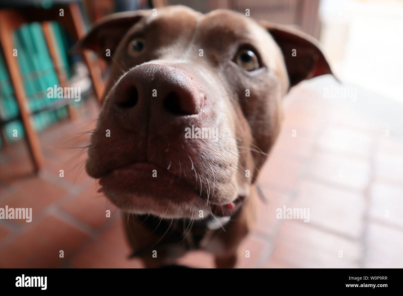 La photo en gros plan d'un pitbull nez du chien et de la bouche Banque D'Images