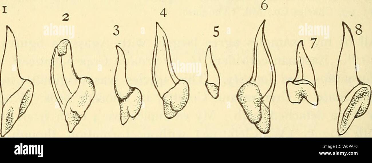 Image d'archive à partir de la page 31 de la description du fossile. Une description des poissons fossiles du Crétacé, vestiges de l'Éocène et du Miocène, formations de New Jersey) descriptionoffos00pintade Année : 1911 crétacé et tertiaire 26 poissons. En forme d'alêne dents, plutôt sigmoïde, sans racines, cuspides basale ou presque inégal et approximatif. À l'origine, cette espèce a été pensée pour être incertain de la relation. Woodward a proposé sa relation avec Heptranchias, point- ment que les dents sont rattachables à la symphyse pubienne, semble-t-il de la mâchoire supérieure de ce genre1. À titre provisoire, au moins, je le conserver comme Banque D'Images