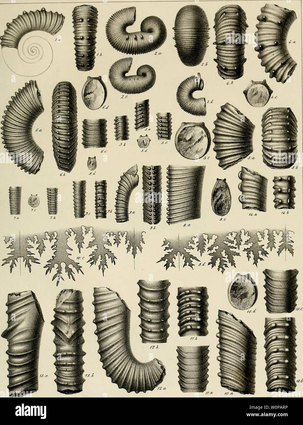 Image d'Archive de la page 32 de la description des mollusques fossiles qui. Description des mollusques fossiles qui se trouvent dans les grès verts des environs de Genève Année descriptiondesmo : 1847-1853 pict01PI,12. nrjisff- ".. il.. aua- Salmiiecyt Fiô.iHA.l. Crioceras Vauclierianus .   Fié. 2. Huardianus Scaphites.   Fig.3 Fig.4 piinctatus Hamites. H.RauliniaTiiis.- Fig.5,6et 7. H.Favrinus Fiô. 8. H. Desonanus . Fi6. 9, 10, 11,n,13 eM4- H. flexuosus. Banque D'Images