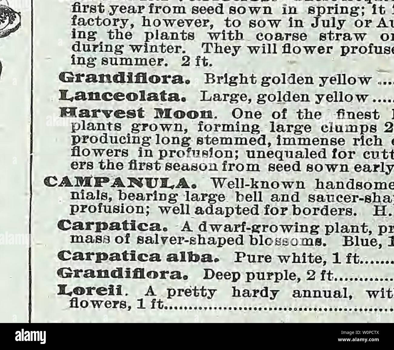 Image d'archive à partir de la page 43 du catalogue descriptif de légumes, de fleurs,. Catalogue descriptif de légumes, de fleurs, et des semences de ferme l'année WeebD Descriptivecata00 : 18uu, oeillet Marguerite géant. tfAnMATHtflklU ces charmant â â 1¬IlFHIO B/ Les plantes sont très appréciés pour le délicieux parfum de leurs fleurs. Ils sont en- précieux pour la culture en pot, ou de la literie dans la somme- mer. H. H. P. MarsTuerite géant. À partir de graines de fleurs dans six mois, grandes fleurs, délicieusement parfumé, fin mélange de nuances et de couleurs bizarres 15. Meilleurs mixte, plaqués et l'autonomie, très double, y compris le crim Banque D'Images