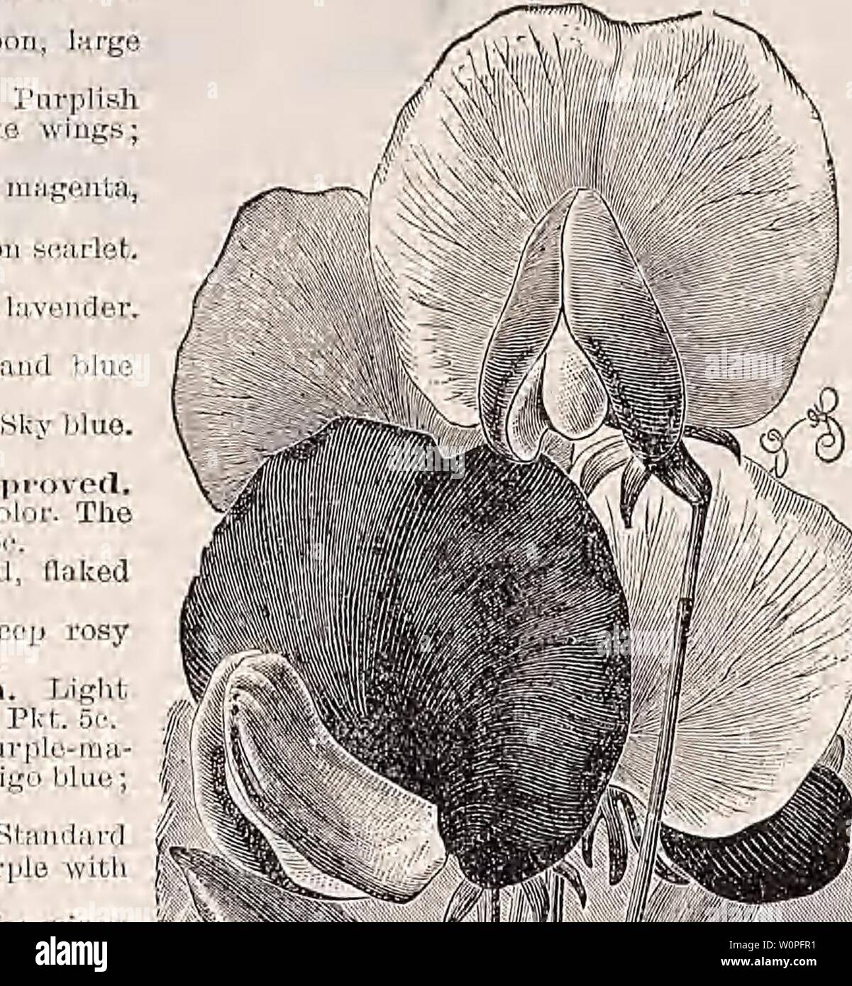 Image d'archive à partir de la page 57 du catalogue descriptif de légumes, de fleurs,. Catalogue descriptif de légumes, de fleurs, et des semences de ferme Année Descriptivecata00Weeb : 18uu Banque D'Images