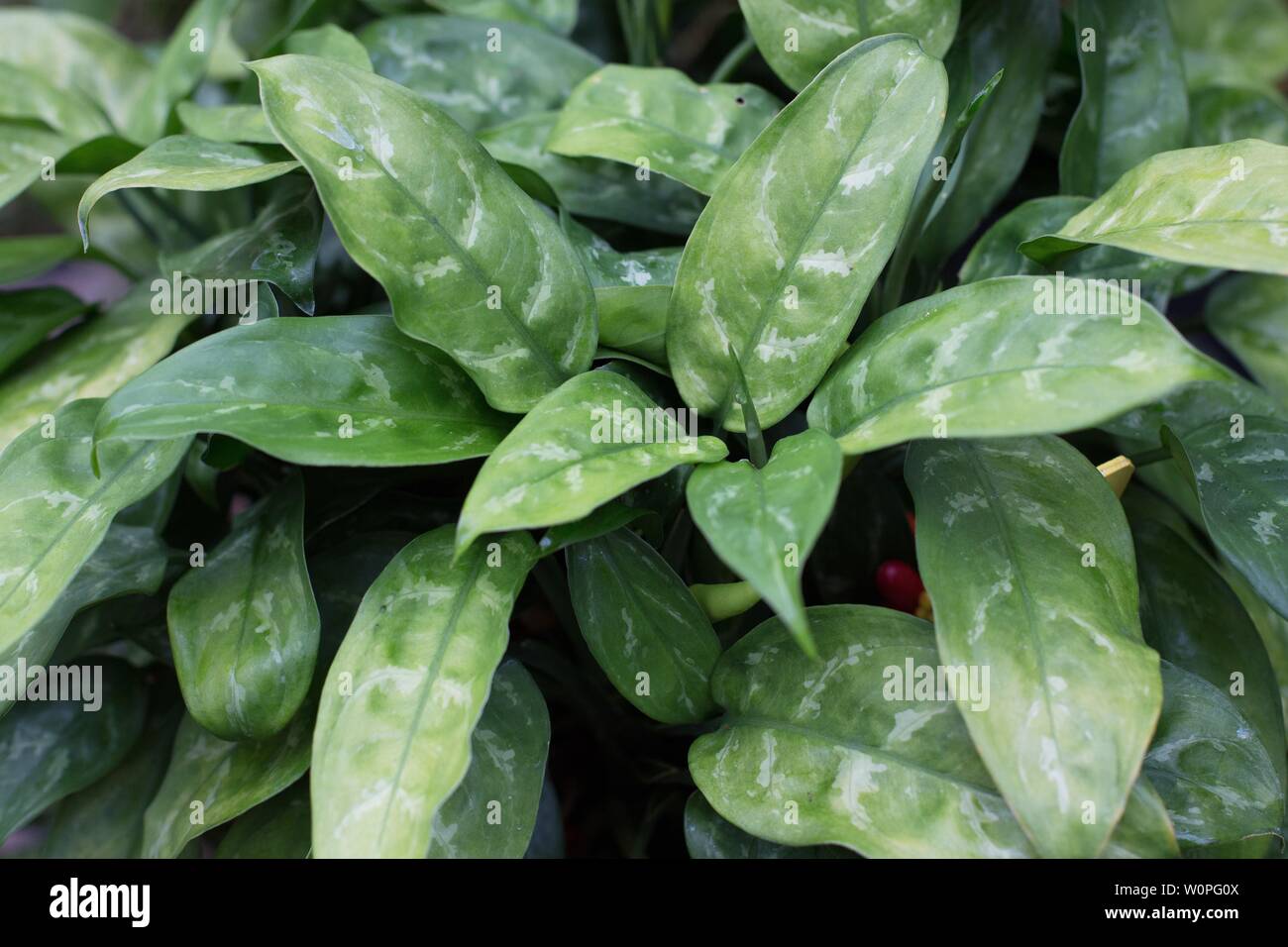 Plantes Philippines Banque De Photographies Et D images Haute plantes-philippines-banque-de-photographies-et-d-images-haute