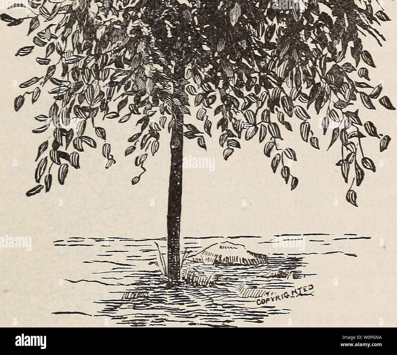 Image d'archive à partir de la page 62 du catalogue descriptif des arbres, arbustes,. Catalogue descriptif des arbres, arbustes, plantes grimpantes et plantes de la colline ombragée1893descriptivecatal pépinières shad Année : 1893 37 Sophora japonica Pendula, pleurant Sophora. Cette gracieuse distinctement et unique arbre tombantes est bien connu qu'à un petit nombre. Sa succession de courbes, chacun se superposant à l'ancien ; son beau-tiful tresses de feuillage vert clair rafraîchissant est vraiment superbe. iofeet ; arbres tiges droites 2,502 pieds d'arbres, les pleurs 75 greffés bas cerise sauvage. Les pleurs de cerise sauvage. Emerson a dit de cette amende n Banque D'Images