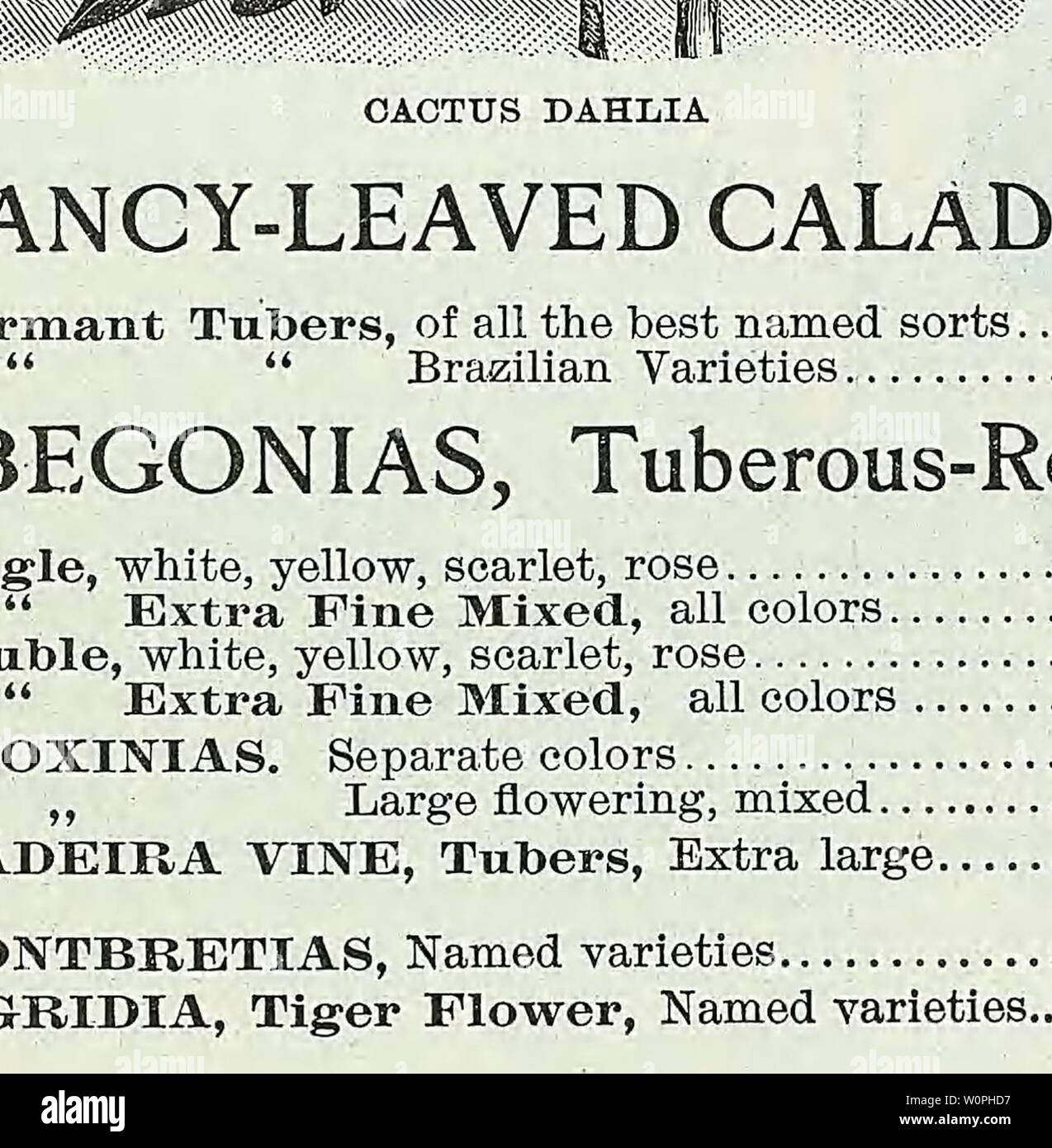 Image d'archive à partir de la page 65 du catalogue descriptif de légumes, de fleurs,. Catalogue descriptif de légumes, de fleurs, et des semences de ferme Année Descriptivecata00WeebA : 18uu WEEBER y DON 65 Roses et chrysanthèmes roses roses hybrides de thé les variétés suivantes sont spécialement adaptés à la culture de serre. American Beauty. Eich, crimson rose, très odorante. Mariée. Blanche, teintée de blush, une belle fleur. Demoiselle d'honneur. Un beau rose vif, variété très populaire. Golden Gate. Blanc crème, teintée de jaune d or et blanc. Kaiserin Augusta Victoria. Blanc pur, fleur long et pointu. La liberté. Eich v Banque D'Images