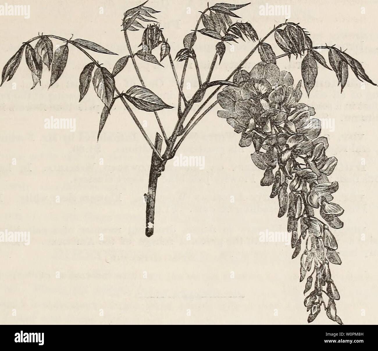 Image d'archive à partir de la page 84 du catalogue descriptif des arbres d'ornement,. Catalogue descriptif des arbres d'ornement, arbustes, roses, plantes à fleurs, &c1875descriptivecatal ORMENTAL ellw Année : 1875 TEEES, arbustes, ETC. 81 CfilNEKSlS la glycine. (Glycine de Chine. L( ). S. var. ISrOTvnii. Brown's Scarlet le chèvrefeuille. Grand, sombre et lumineux, flovers, fleurs écarlates. var. superba. Scarlet superbe le chèvrefeuille. Une variété avec de grandes feuilles et de fleurs de la commune. MEXISPERMUM. Moonseed. Menisperme, Fr. {Nat. Ord. Meiiisperinaceae.) 31. Canadense. Moonseed canadien. Un joli, Banque D'Images