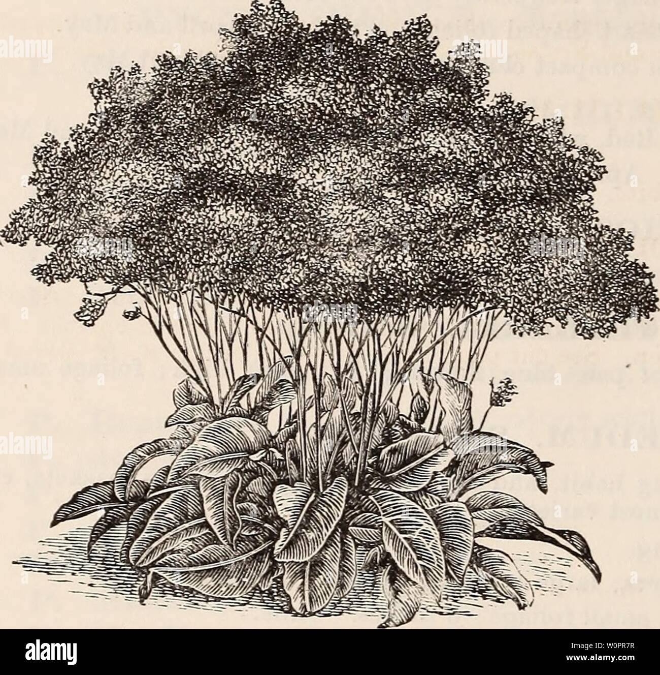 Image d'archive à partir de la page 119 du catalogue descriptif des arbres d'ornement,. Catalogue descriptif des arbres d'ornement, arbustes, roses, plantes à fleurs, &c1875descriptivecatal ellw Année : 1875 ELLWANGER IIG et BARRY'S CATALOGUE. SEDUM. Sieboldii pictum moyen. Laisse nettement chat avec jaune, très efficace pour les bordures de lits, Paniers et vases. 30 cents. S. spiirium Sieboldii. Kose, ombré de pourpre ; 3 pouces. Août et Septembre. S. Telepllium. Rose, rouge foncé avec le feuillage luxuriant ; 1 pied. En août. S. Telepllium albifoliuiii. Fleur rouge et feuillage léger ; 1 pied. En août. S. Telepl Banque D'Images