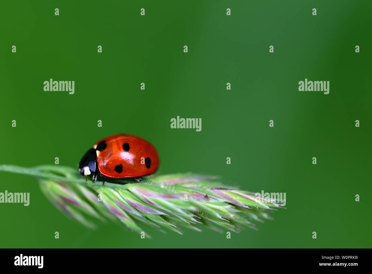 Une petite Coccinelle rouge à points noirs grimpe sur une plante verte contre un arrière-plan vert Banque D'Images
