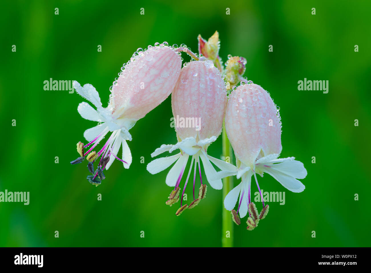 La silène Trio et Dew (Silene vulgaris), Calla Burr sanctuaire naturel, le Michigan est couramment utilisé dans les salades dans la région méditerranéenne. Banque D'Images