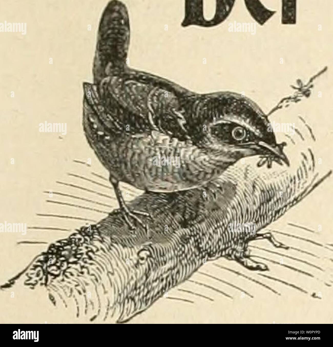 Drawing By H Vogel Banque D Image Et Photos Alamy