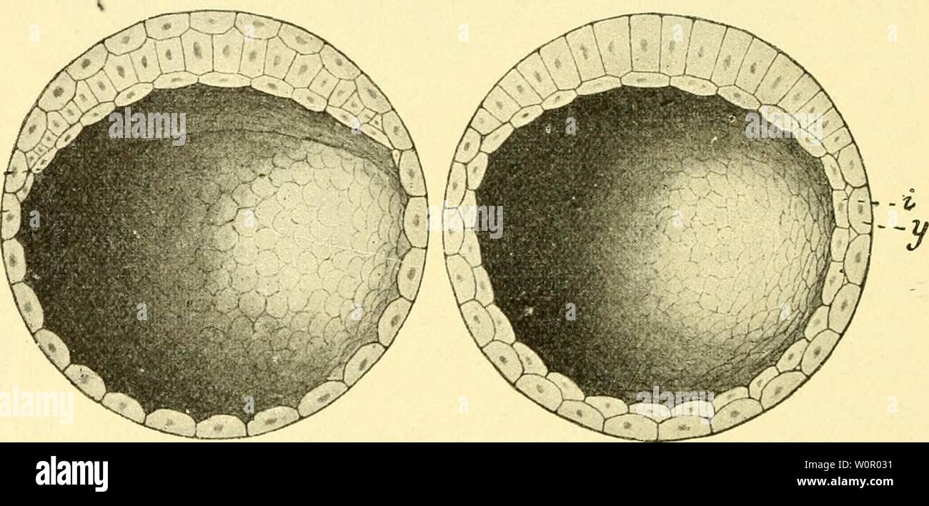 Image d'archive à partir de la page 181 de Der Mensch, sein ursprung und. Der Mensch, sein ursprung und seine Entwicklung, dans gemeinverständlicher dermenschseinurs Darstellung00lech Année : 1911 Am hinteren Ende sieht längsverlaufenden Furche dans der Mitte, der sogen. Rückenfurche, ist die Anlage zu Gehirn und Rückenmark. Bildungsweise auf dieser détachées kommen wir noch weiter unten zu sprechen. Hier sei nur hinzugefügt, dass j '-• 195 y 196 Fig. 194. Des Durchschnitt Seei des Kaninchens einem späteren Forschungsstadiura Höhlung en ist eine ; l'assurance-emploi (nach dem entstanden Assheton). Fig. 195-196. Vereinfach Banque D'Images