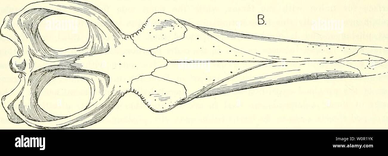 Image d'archive à partir de la page 207 d'un catalogue descriptif de l'outil. Un catalogue descriptif des reptiles marins de l'Oxford de l'argile. Basée sur la collection de Leeds au British Museum (Natural History), Londres .. descriptivecatal02brit Année : 1910 Banque D'Images