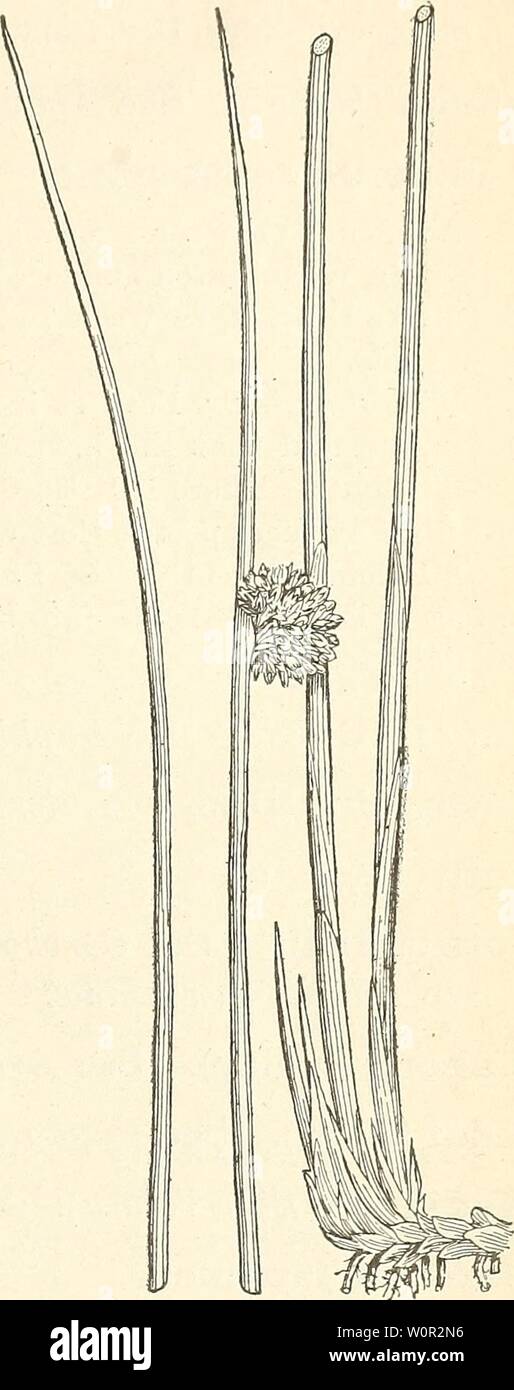 Image d'archive à partir de la page 214 d'un catalogue descriptif de utile. Un catalogue descriptif des fibres utiles plantes du monde entier, y compris les classifications économiques et structurelles des fibres descriptivecatal09dodg Année : 1897 Catalogue descriptif. 207 Nattes.-J. effusus est Bingo^-i mat rush du Japon, utilisés dans la fabrication du Tatami omote ',' ou l'un des plus beaux tapis et les plus coûteux utilisés par les catégories supérieures, tandis que le Cyperus loiitans est employé pour la 9e meilleur marché utilisés par la com- mon peuple. La moelle du Bingo-je rush est également largement utilisé pour les mèches de lampes. À la culture. Banque D'Images