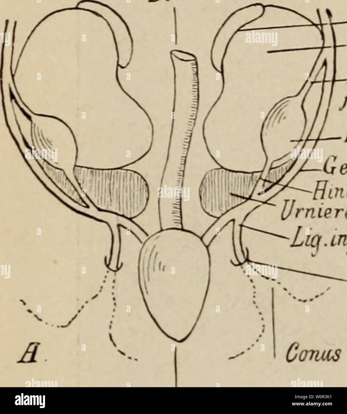 Ga Nge Banque D Image Et Photos Alamy