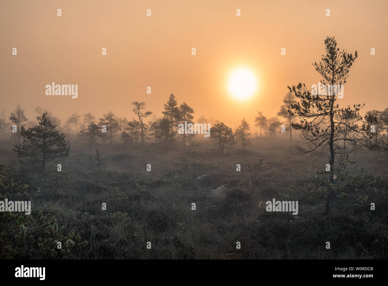 Vue panoramique de marécage à wooden path au matin d'automne dans le parc national de Torronsuo, Finlande Banque D'Images