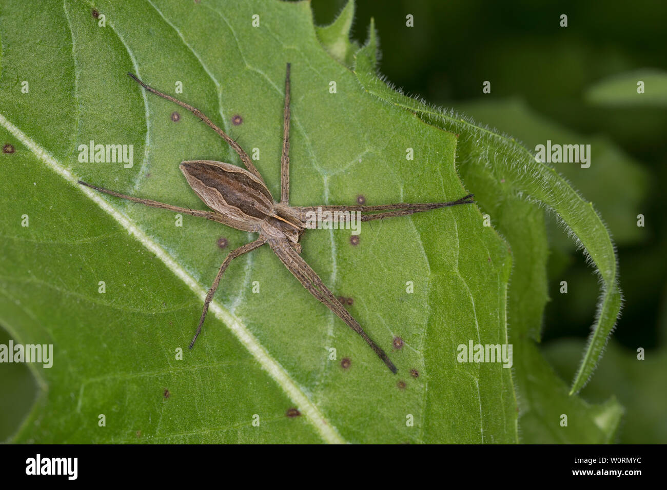 Listspinne Raubspinne Brautgeschenkspinne, Pisaura mirabilis,,, pêche fantastique Spider, Spider web pépinière, la Pisaure admirable Banque D'Images