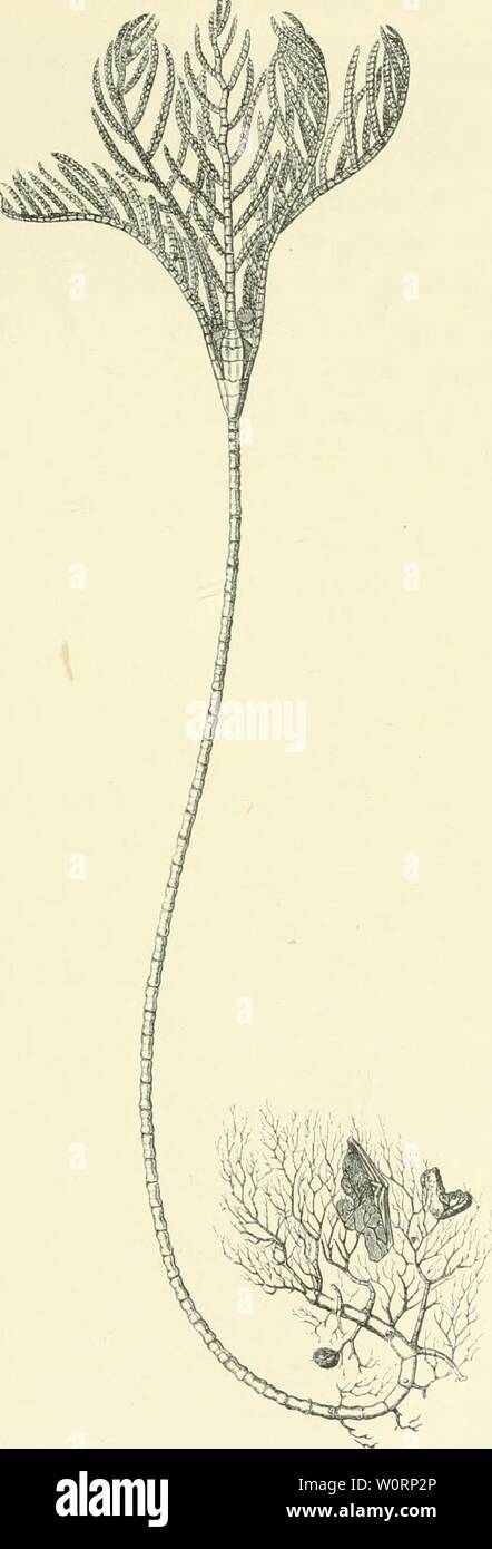 Image d'archive à partir de la page 506 de la profondeur de la mer ;. Les profondeurs de la mer ; un compte des résultats généraux du dragage des croisières d'H.M. SS. 'Harde' et 'Lightning' durant les étés de 1868, 1869 et 1870, sous la direction scientifique de M. Carpenter, J. Gwyn Jeffreys, et Dr. Wyville Thomson depthsofseaaccou02thom Année : 1874 Fig. 72.-loffotcnais Rhisocrinv.s, M. PEA. Une fois et j';hall la grandeur nature. (No. 43, le PCSI. G G 2 Banque D'Images