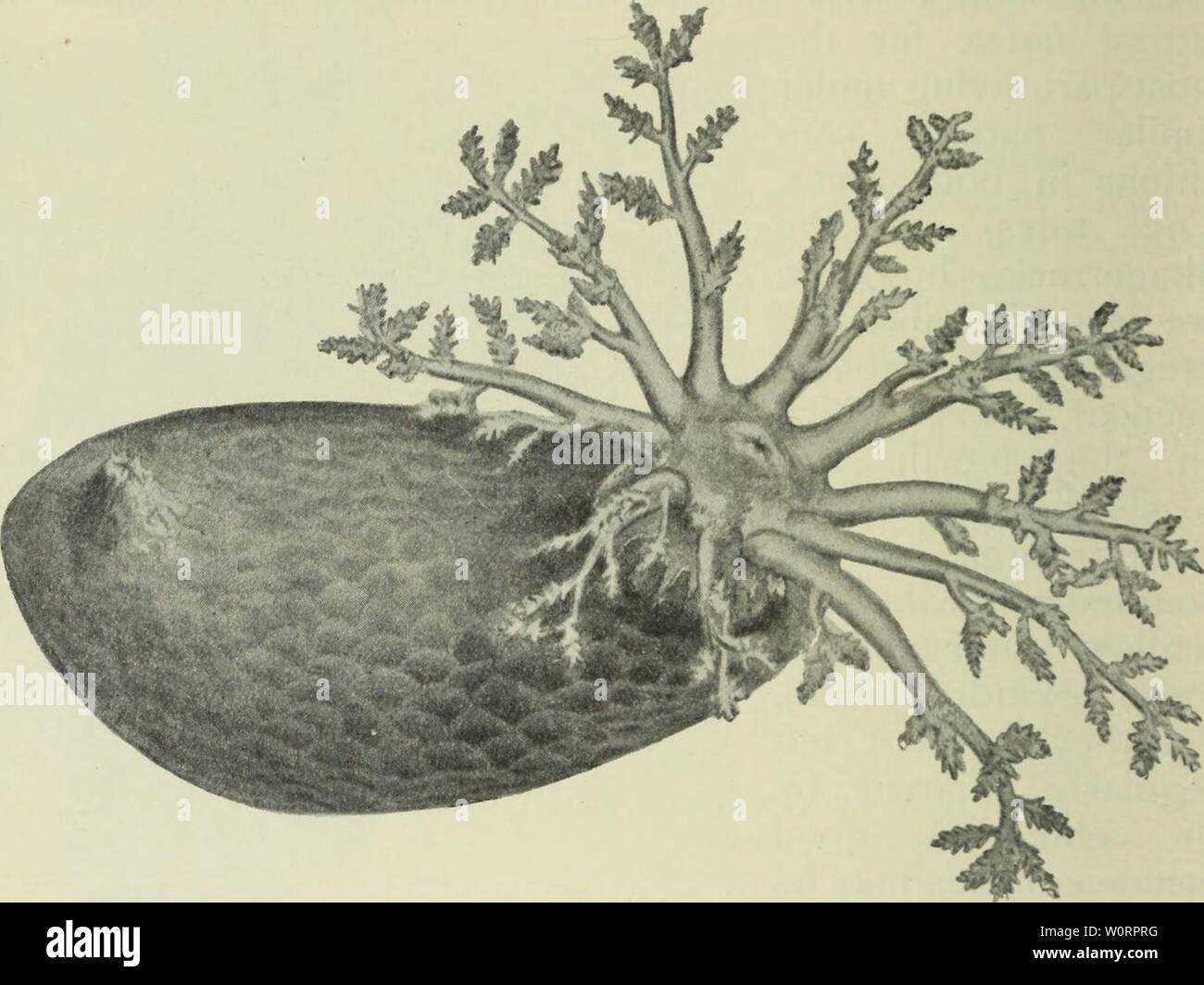 Image d'archive à partir de la page 525 des profondeurs de l'océan ;. Les profondeurs de l'océan ; un compte rendu général de la science moderne de l'océanographie fondée en grande partie sur la recherche scientifique de la vapeur norvégien Michael Sars dans l'Atlantique Nord depthsofoceange00murr Année : 1912 CHAP. 488 profondeurs de l'océan quelques différences entre eux. Ainsi, plusieurs formes qui abondent sur la côte ouest de la Norvège sont absentes de la côte Skagerrack, si nous pouvons en juger par mes observations à Risor en Norvège par rapport aux recherches de Theel à Kristineberg dans Bohuslan.1 Par exemple, Cucumaria frondosa, un littora Banque D'Images