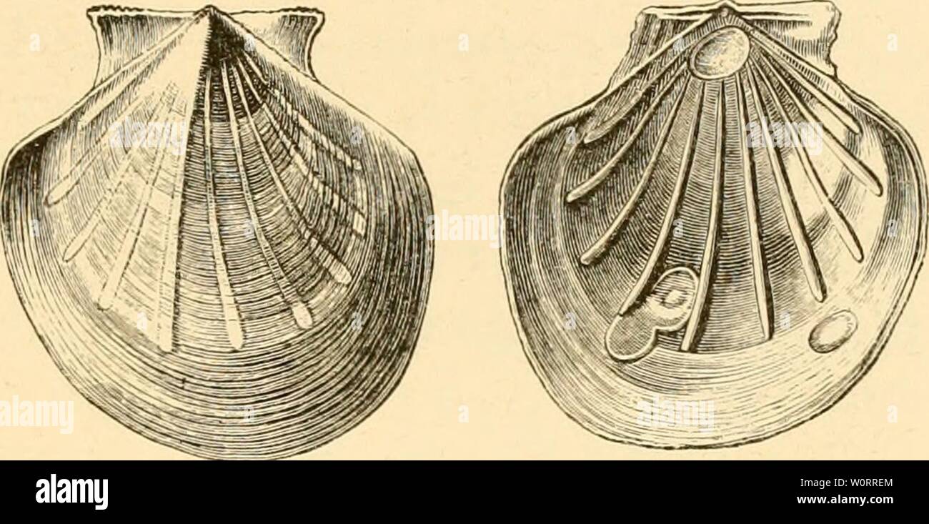 Image d'archive à partir de la page 538 des profondeurs de la mer. Les profondeurs de la mer. Un compte des résultats généraux des croisières de dragage de H.M. SS. Le porc-épic et de la foudre pendant les étés de 1868, 1869 et 1870, sous la direction scientifique de M. Carpenter, F.R.S., J. Gwyn Jeffreys, F.R.S., et Dr. Wyville Thomson, F.R.S depthsofseaaccou00tho Année : 1873 CHAP. IX.] LA FAUNE EN HAUTE MER. (4 J 5 au Mexique. Les mollusques abyssaux ne sont nullement de- vide de couleur, même si, en règle générale, ils sont plus pâles que ceux de l'eau peu profonde. Dacrydium vltreamâ mytiloid un peu curieux de coquillages qui fait un Banque D'Images