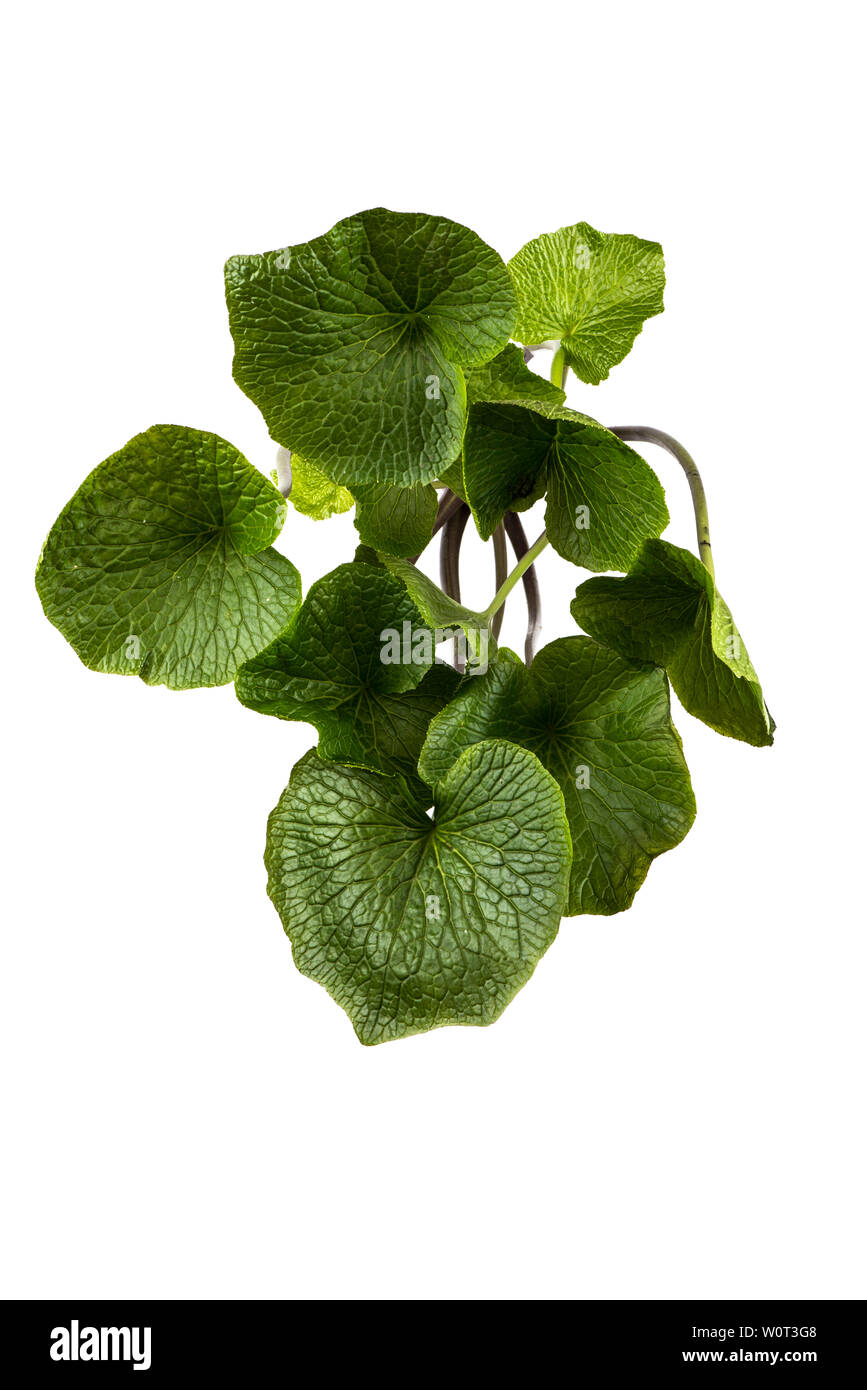 Vue du haut vers le bas du wasabi feuilles sur fond blanc Banque D'Images