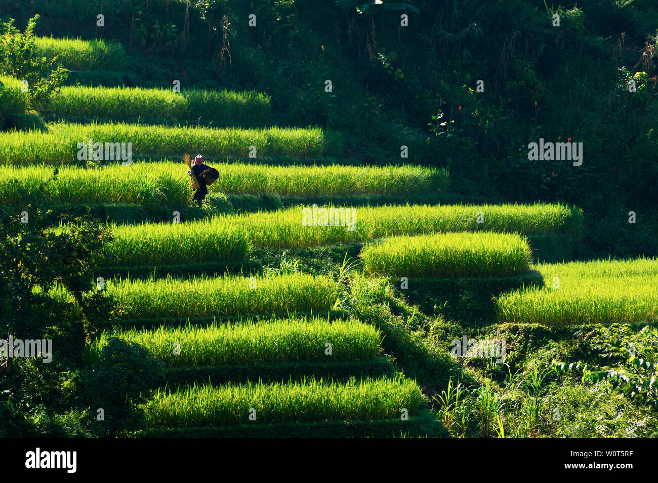 MU CANG CHAI, VIETNAM - nov. 23, 2018 : Une mère ethniques non identifiés d'aller travailler avec un bébé au dos. La vie dans cette région montagneuse est toujours Banque D'Images