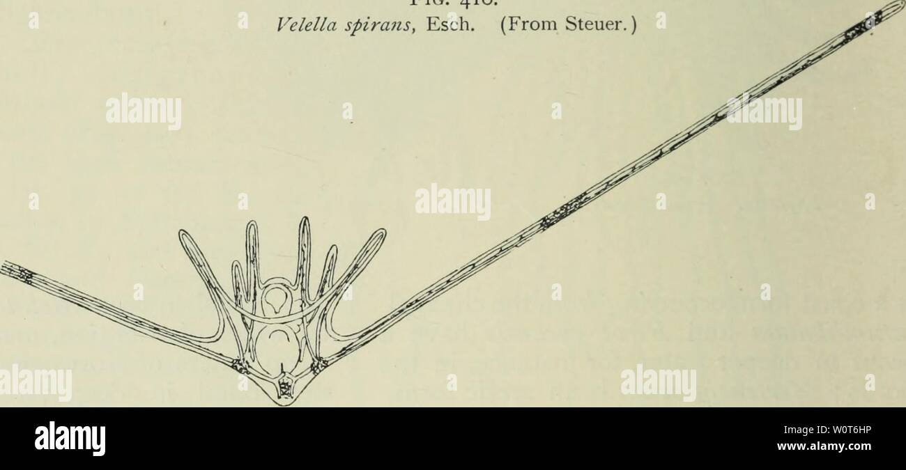 Image d'archive à partir de la page 613 des profondeurs de l'océan ;. Les profondeurs de l'océan ; un compte rendu général de la science moderne de l'océanographie fondée en grande partie sur la recherche scientifique de la vapeur norvégien Michael Sars dans l'Atlantique Nord depthsofoceange00murr Année : 1912 JE Fig. 410. Velella spiralis, Esch. (À partir de Steuer.) Fig. 411. Ophiothrix fragilis, larve de O. F. Muller (environ -j-). (À partir de Mortensen.) Banque D'Images