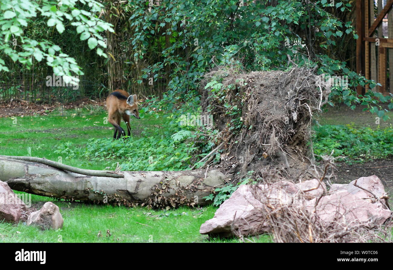 Mit einem Festakt im Rahmen seines 140-jährigen Jubiläums hat der Zoo Leipzig am 17.Mai 2018 die Erlebniswelt activités : importateurs - stockistes Südamerika. Le professeur Zoodirektor Junhold, Olivier Pagan, Präsident des Verbandes der Zoologischen Gärten und die Leipziger Kulturbürgermeisterin Aufsichtsratsvorsitzende Jennicke und Dr. Skadi dans Vertretung von Oberbürgermeister Burkhard Jung vollzogen die Eröffnung. Die Erlebniswelt Südamerika umfasst eine Fläche von 15,800 Quadratmetern und gliedert sich in die Landschaften südamerikanischen Pampa, Pantanal und patagonien. Große Maras, Pekaris Weißrüsselnasenbären Guanakos,,, Banque D'Images