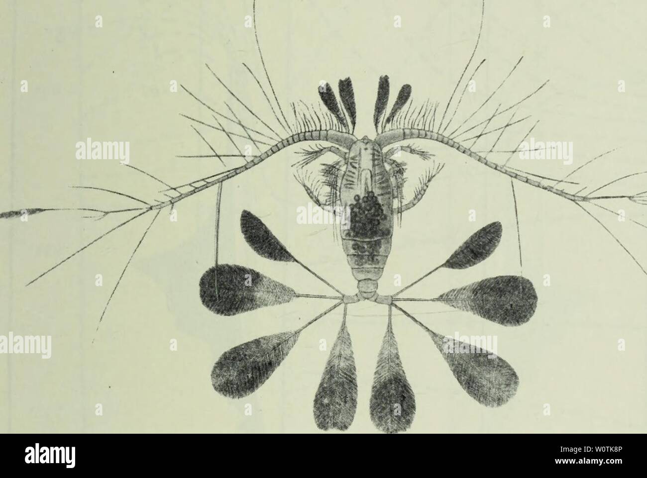 Image d'archive à partir de la page 748 des profondeurs de l'océan ;. Les profondeurs de l'océan ; un compte rendu général de la science moderne de l'océanographie fondée en grande partie sur la recherche scientifique de la vapeur norvégien Michael Sars dans l'Atlantique Nord depthsofoceange00murr Année : 1912 BIOLOGIE GÉNÉRALE 693 position. Ostwald conditions cette relation la projection de 'taille', de la taille et a affirmé que la vitesse de naufrage dans Proiectlon- diminue proportionnellement à l'augmentation de la taille de projection.1 Ces deux principes de surface 'spécifique' et 'size' de projection ont dans une plus belle manière été em Banque D'Images