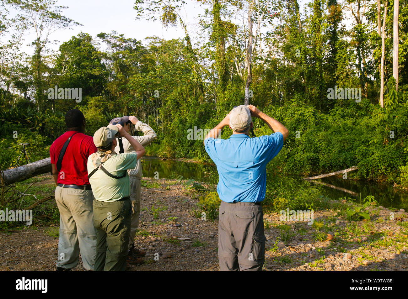 D'oiseaux dans la forêt tropicale près de Cana field station dans le parc national de Darien, République du Panama. Cana est l'un des dix meilleurs spots d'observation des oiseaux dans le monde. Mars, 2008. Banque D'Images
