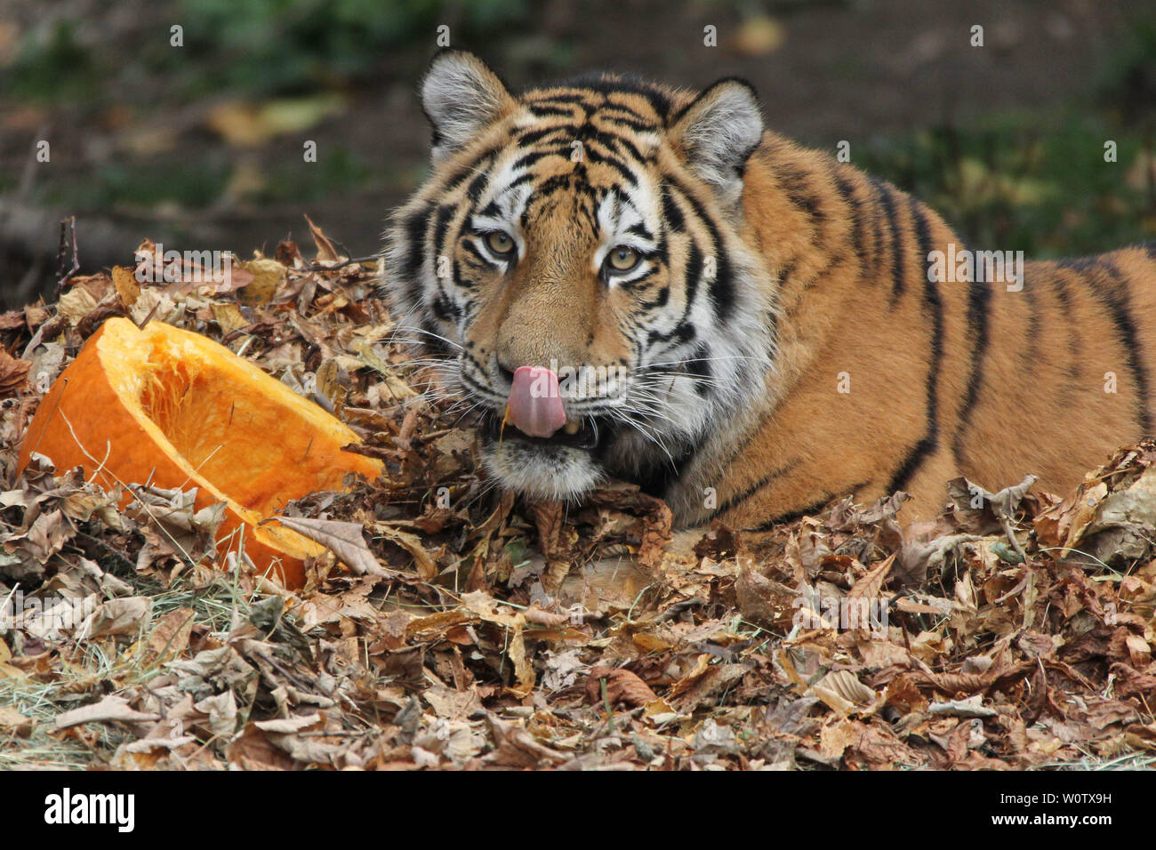 Sibirische Tiger feiern im Tierpark Hagenbeck Helloween,Hambourg, 27.09.2018 Banque D'Images