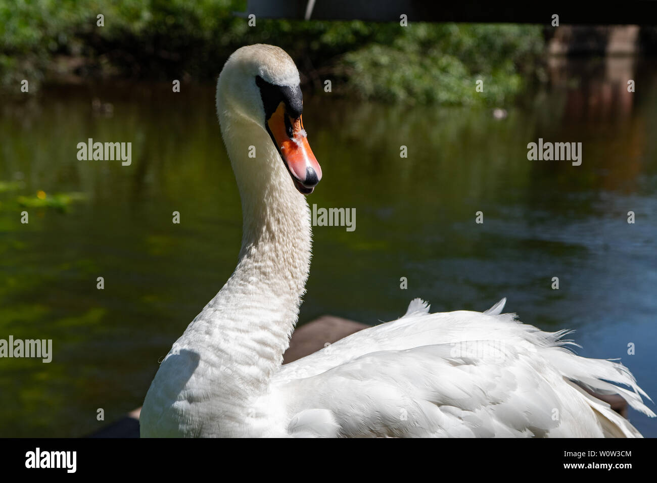 Swan Banque D'Images