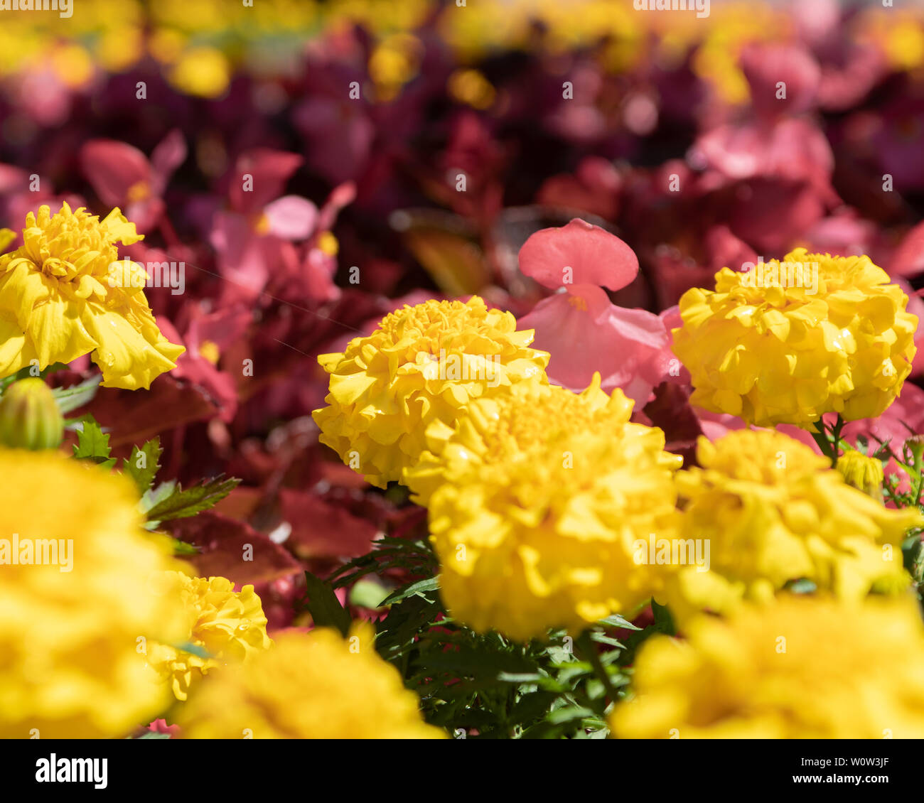Fleurs rose et jaune Banque D'Images