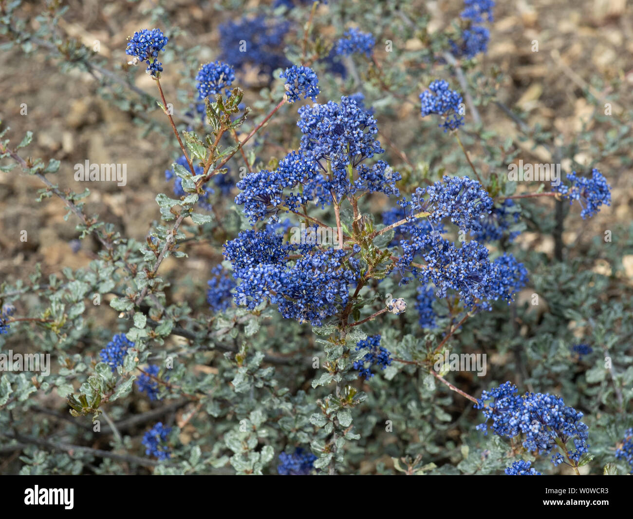 Les fleurs bleu profond de Ceanothus Blue Sapphire Banque D'Images