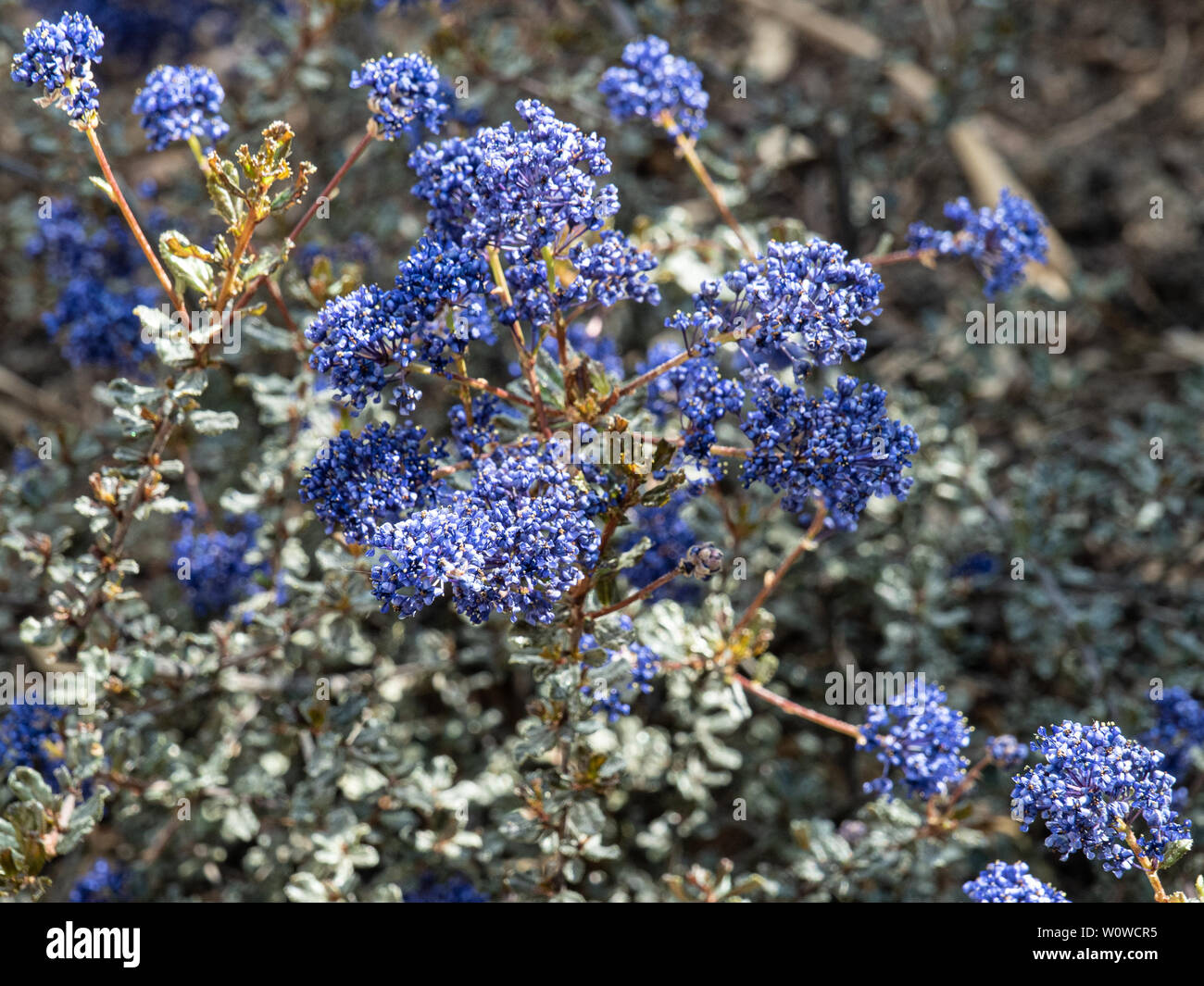 Les fleurs bleu profond de Ceanothus Blue Sapphire Banque D'Images