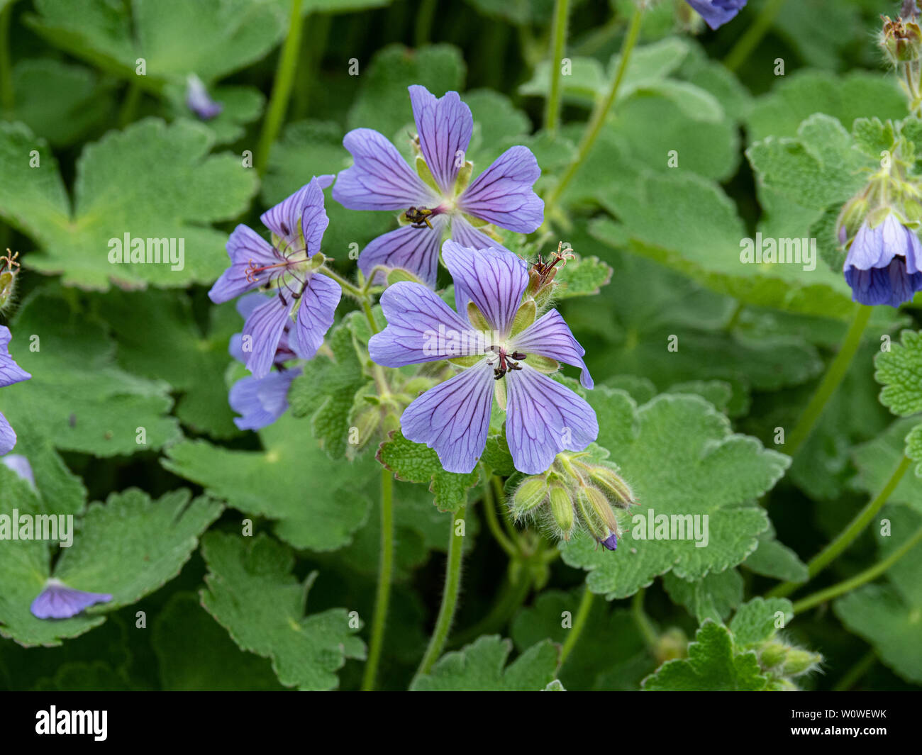 Les fleurs bleu ciel de géranium Philippe Vapell Banque D'Images