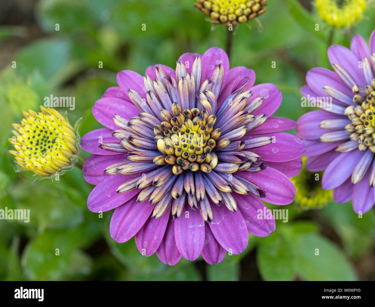 Un gros plan d'une fleur de la double Purple Violet lumineux Double Ostespermum Banque D'Images