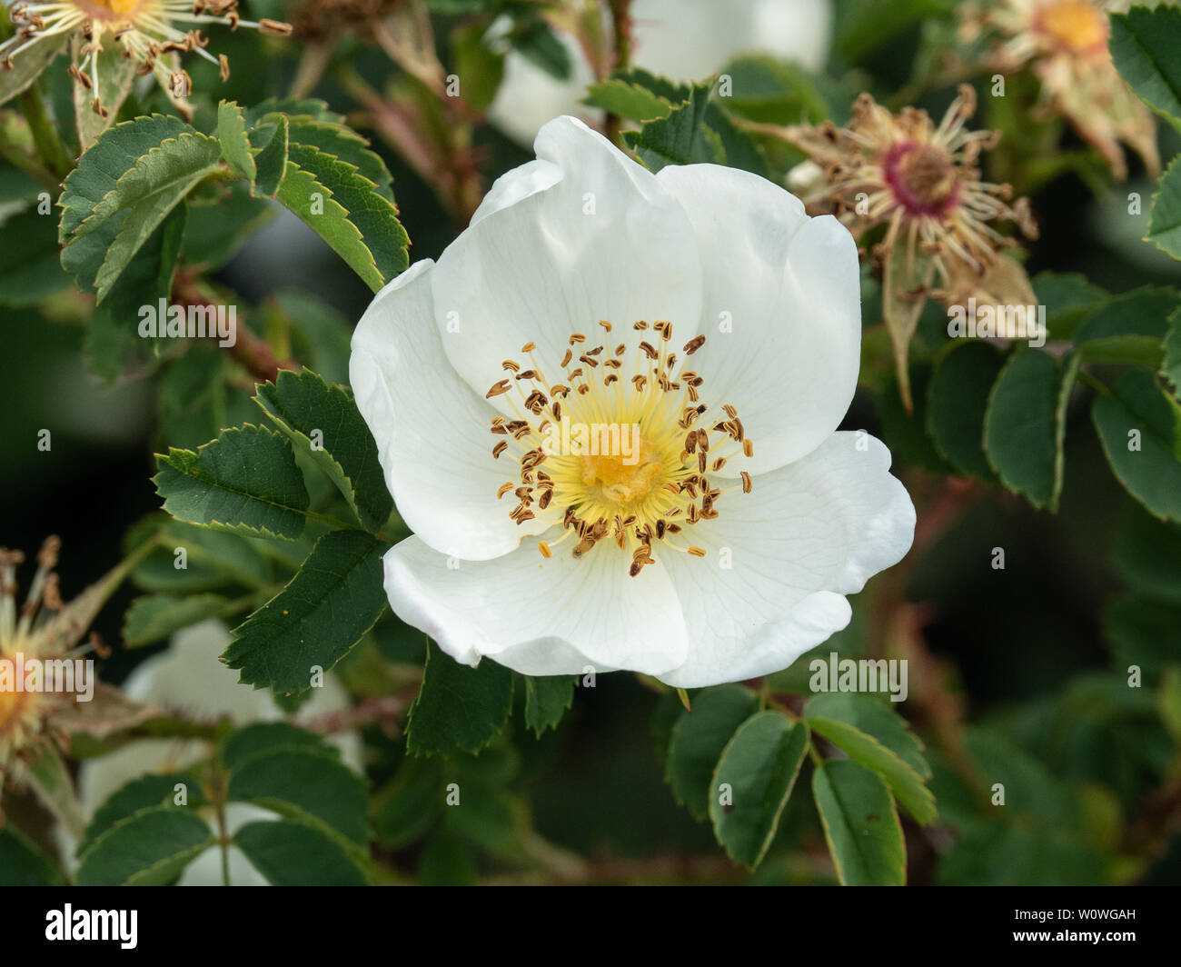 Une seule fleur blanche d'une espèce rose montrant les étamines d'or Banque D'Images