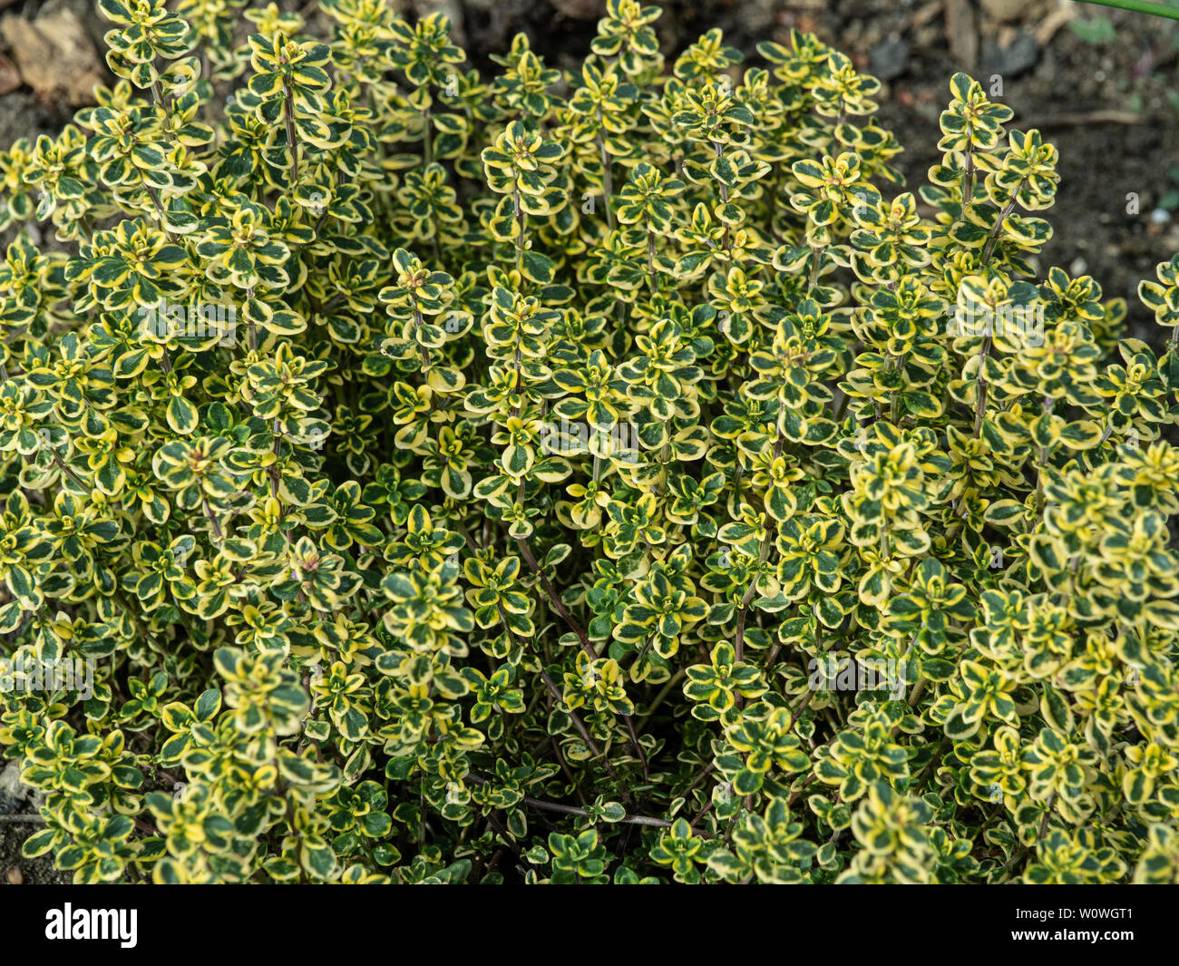 Un de près de l'un vert feuillage doré de Thymus citriodorus Aureus Banque D'Images