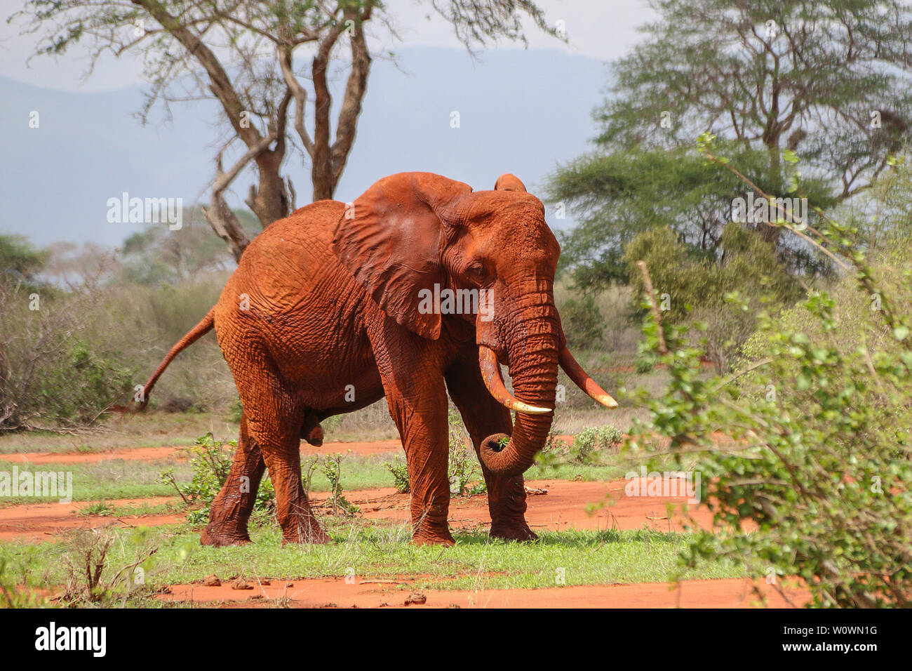 Éléphant mâle magnifique à Tsavo East National Park, Kenya Banque D'Images