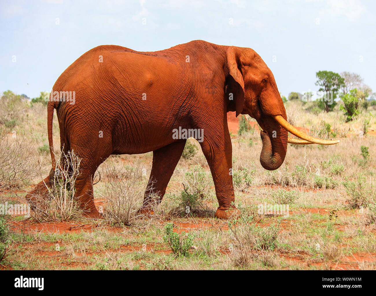 Éléphant mâle magnifique à Tsavo East National Park, Kenya Banque D'Images