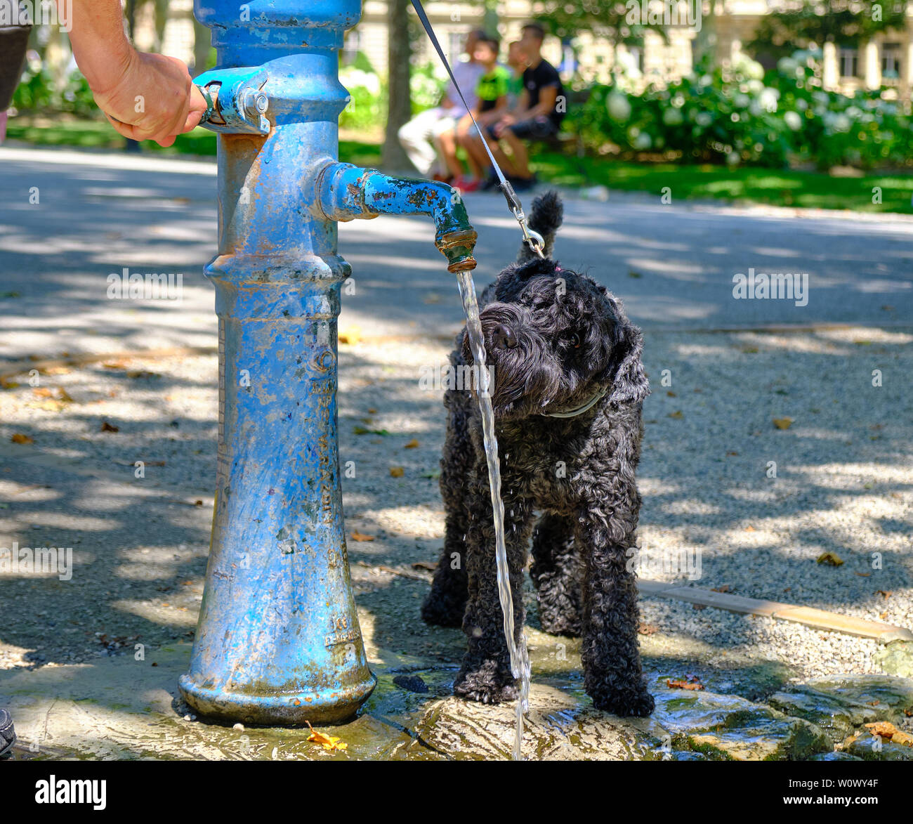 Chien Noir buvant dans une fontaine publique dans un parc, afin d'hydrater pendant la vague de chaleur en Europe Banque D'Images