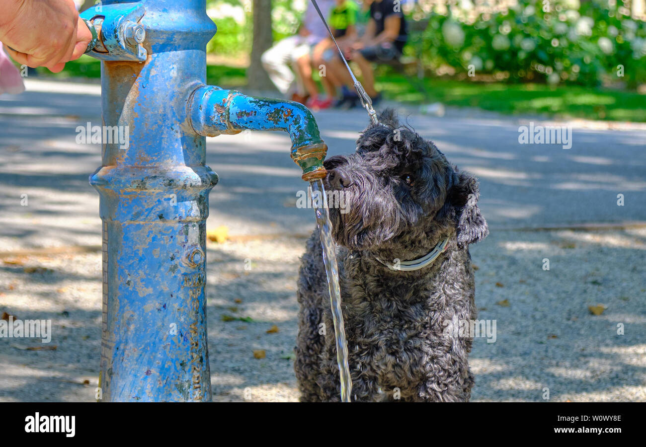 Tête de chien noir buvant dans une fontaine publique dans un parc, afin d'hydrater pendant la vague de chaleur en Europe. Banque D'Images