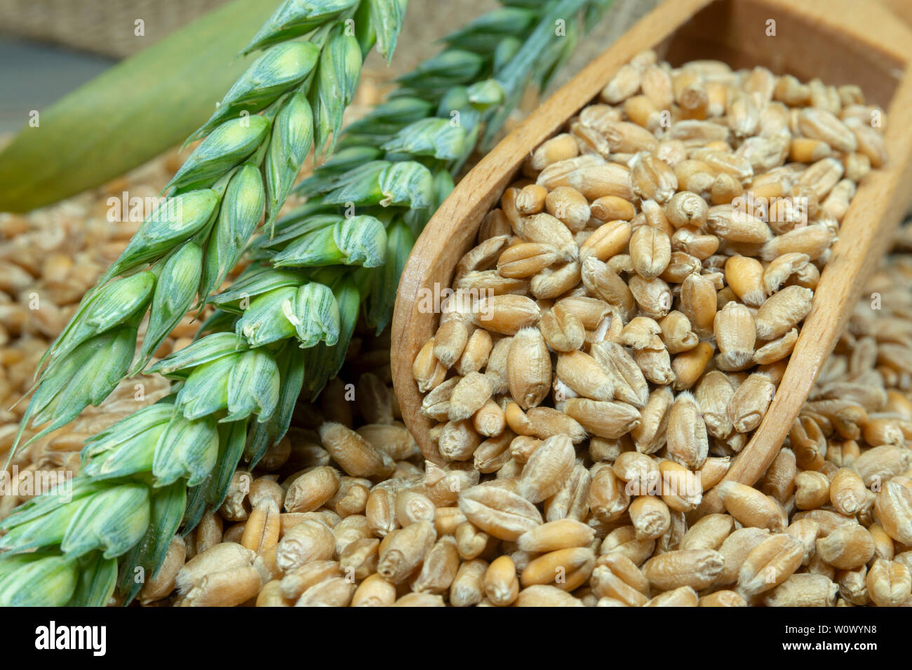 Les semences de blé se répandre à partir d'une pelle en bois avec des mûres et des oreilles neuves de blé vert dans une vue en gros, alimentation saine et nouvelle moisson concept avec c Banque D'Images