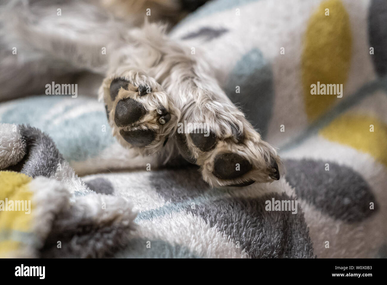 Pattes d'un schnauzer nain dormir et se reposer sur le dessus du fauteuil Banque D'Images