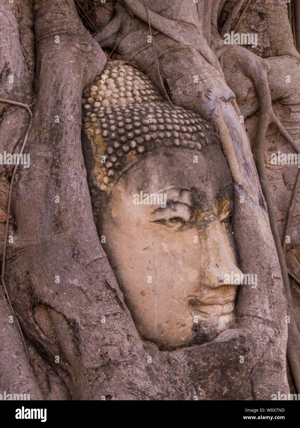 Tête de Bouddha dans les racines des arbres, temple bouddhiste Wat Mahathat, ville historique d'Ayutthaya, Thaïlande Banque D'Images