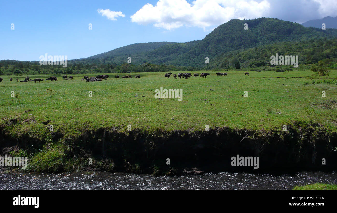 Un troupeau de buffles d'eau sur un pré herbeux au Parc National d'Arusha au pied du Mont Meru en Tanzanie Banque D'Images