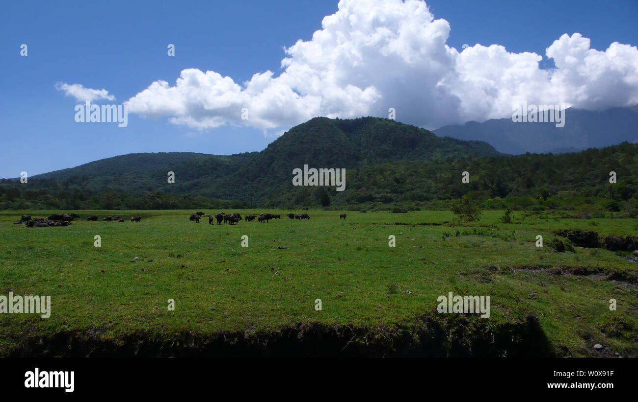 Un troupeau de buffles d'eau sur un pré herbeux au Parc National d'Arusha au pied du Mont Meru en Tanzanie Banque D'Images